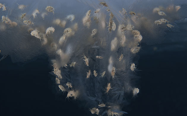 Arctic creatures: Sand fleas (amphipod crustaceans) under nearshore ice in the Beaufort Sea