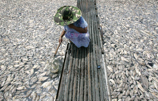 24 hours in pictures: dead fish in West Java