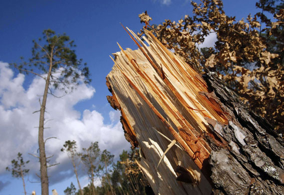 24 hours in pictures: A tree severed by gale winds is seen in the Landes forest 