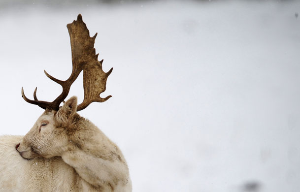 24 hours in pictures: As stag stands in the snow at Studley Royal near Ripon