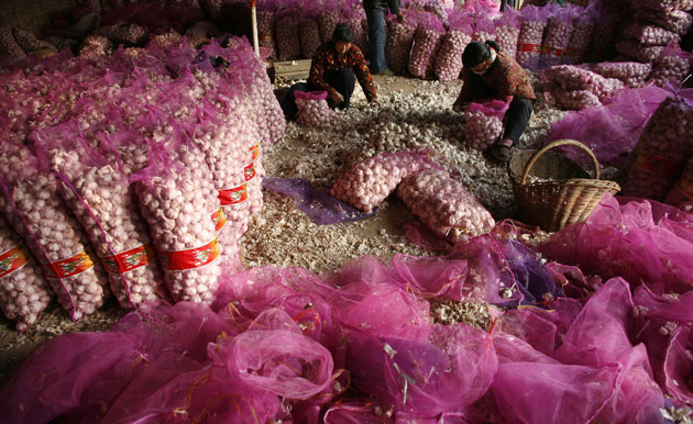 24 hours in pictures: Henan province, China: Women fill sacks with garlic.