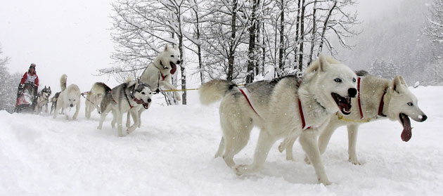 24 hours in pictures: Siberian Huskies in the Sled Dog World Championships in Werfenweng.