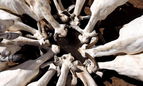 Goats drink from a bore-hole in Wargadud, Kenya