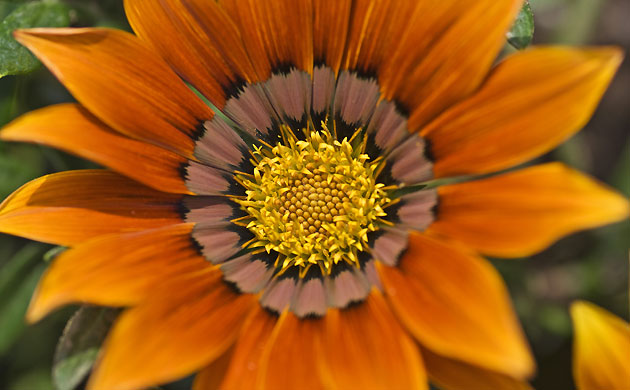 Bloomin' frost: Gazania 