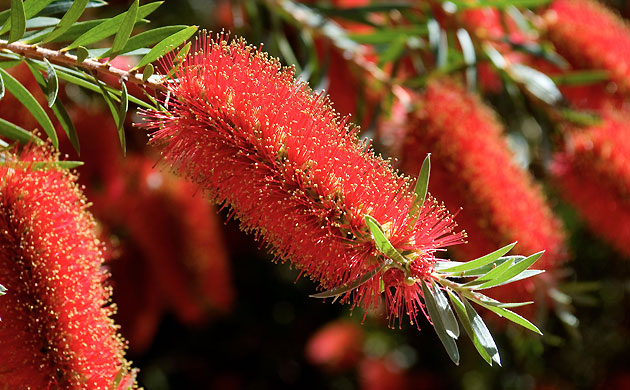 Bloomin' frost: Callistemon Citrinus or Bottle Brush