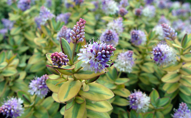 Bloomin' frost: Hebe Pink Elephant 