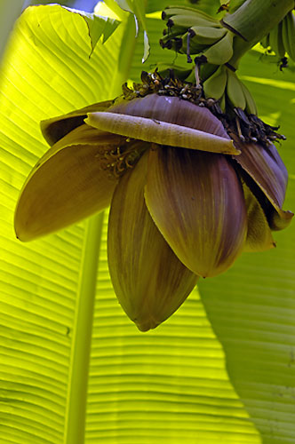 Bloomin' frost: Japanese banana tree