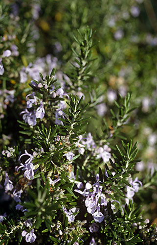 Bloomin' frost: Rosemary