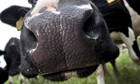 A-cow-sniffs-at-a-photogr-002.jpg