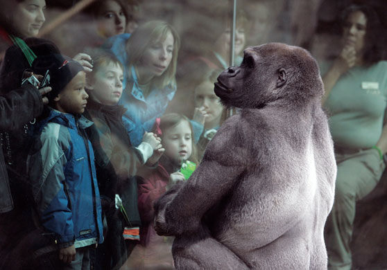 17 February 2009: Boston, US: Little Joe, a western lowland gorilla