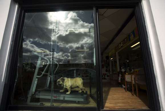 24 hours in pictures: Dog working out in Tijuana