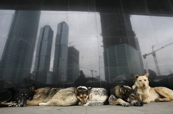 24 hours in pictures: Stray dogs in Moscow City