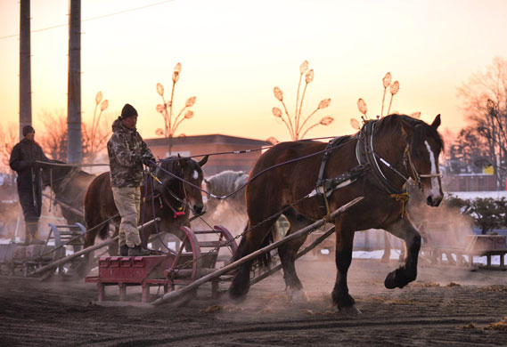 19 February 2009: Coaches train draft horses in preparation for a race in Obihiro