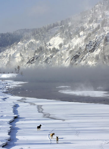 Week in wildlife : Stray dogs walk on ice in Siberia 