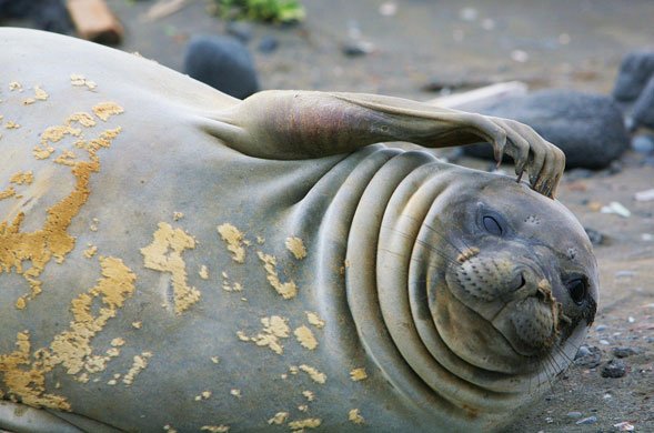 Week in wildlife : Elephant seal on Heard island