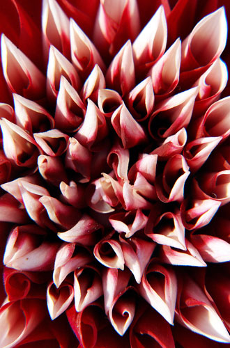 Week in wildlife : A close up of a full bloom Dahlia flower  in New Delhi