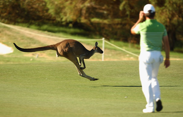Week in wildlife : Kangaroo at the Johnnie Walker Classic golf