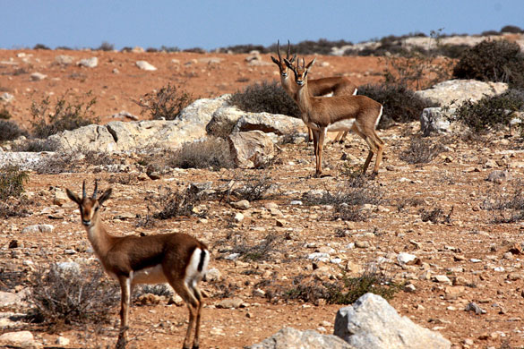 Week in wildlife : Gazelles on a mountain in the West Bank