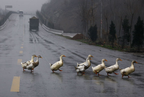 Week in wildlife : Ducks walk across a main road near Xichuan, China