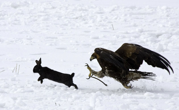Week in wildlife : A golden eagle tries to catch a hare during a Kazakh hunters festival 