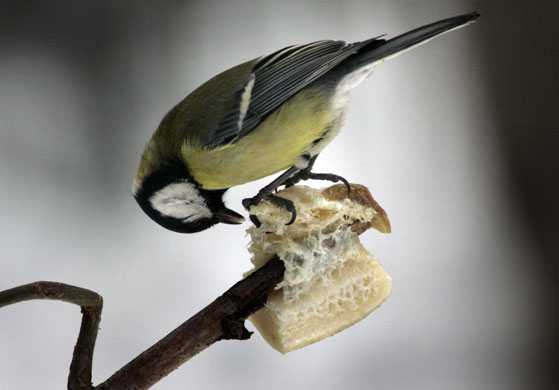 Week in wildlife : A bird pecks  pork fat on a tree branch, in a park in Minsk, Belarus