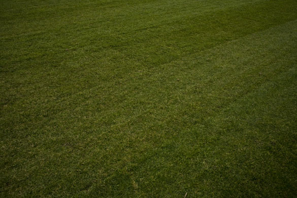 Swalec stadium: A close up of the pitch