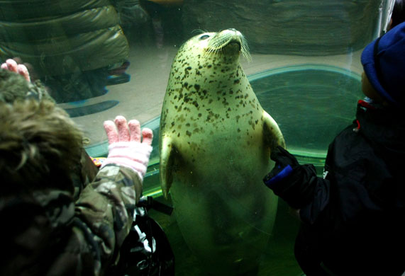 Gallery 24 hours in pictures: A seal in Asahiyama Zoo, Japan 