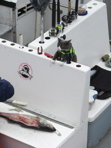 In Pictures: Surveillance: Helen Murphy