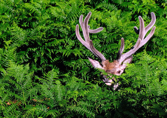 In Pictures: Surveillance: Paul Reed