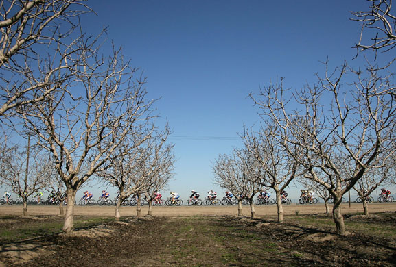24 Sport: The peloton passes through Californian orchards