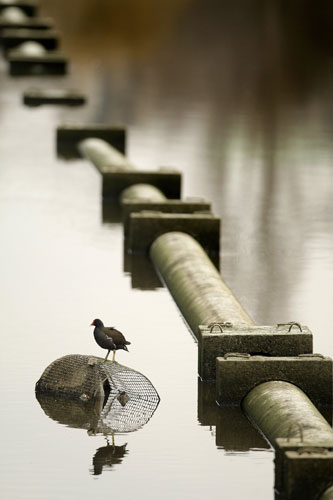 20 February 2009: London, UK: St James's Park lake is drained of water