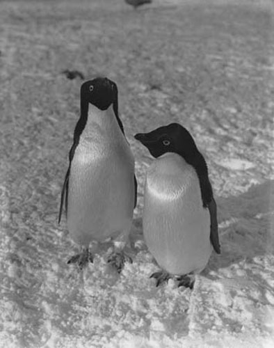 Captain Scott South Pole: Captain Scott South Pole expedition