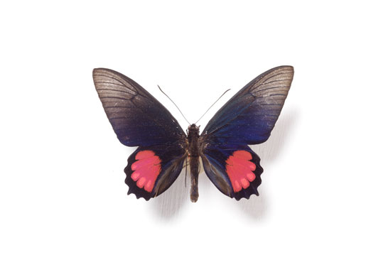 Rothschild butterflies : Parides orellana butterfly