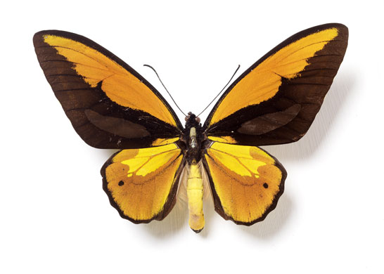 Rothschild butterflies : Ornithoptera priamus hecuba 