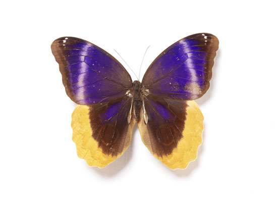 Rothschild butterflies : Caligo  uranus butterfly