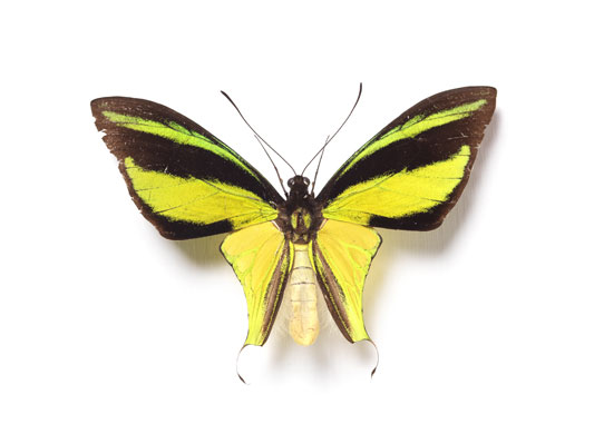 Rothschild butterflies : Ornithoptera meridionalis  butterfly