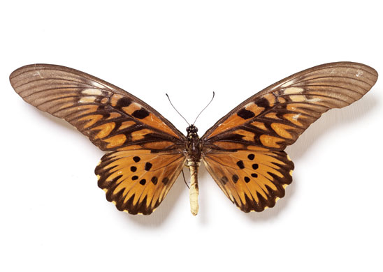 Rothschild butterflies : Druryea antimachus  butterfly