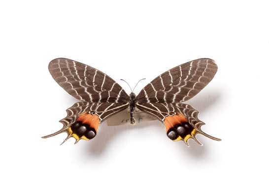 Rothschild butterflies : Ornithoptera priamus hecuba butterfly