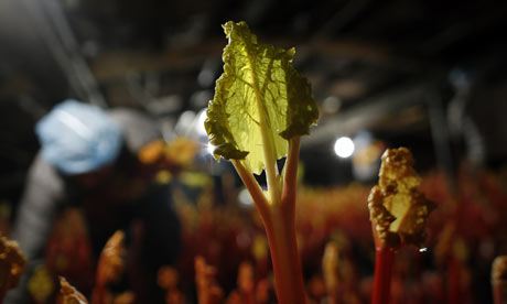 Yorkshire forced rhubarb