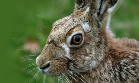 Farms wildlife schemes boots hares population
