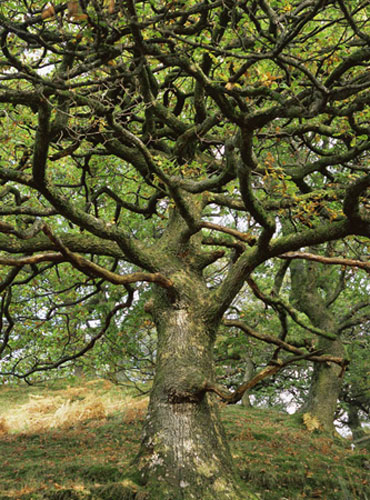 William A. Bolton: Visions of the Natural World: Sessile Oak Tree