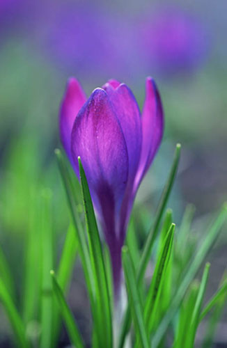 William A. Bolton: Visions of the Natural World: Spring Crocus