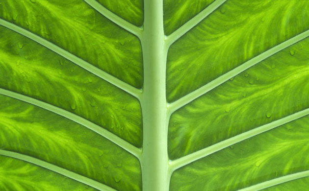 William A. Bolton: Visions of the Natural World: Tropical Palm Leaf