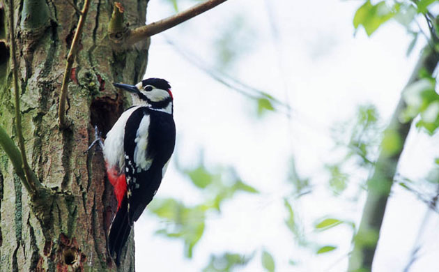 William A. Bolton: Visions of the Natural World: Great spotted woodpecker
