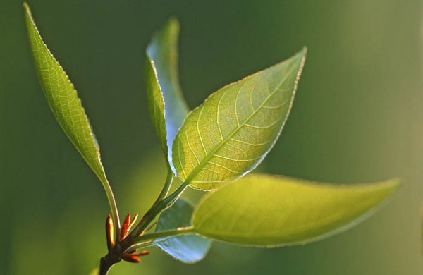 William A. Bolton: Visions of the Natural World: Balsam poplar leaves