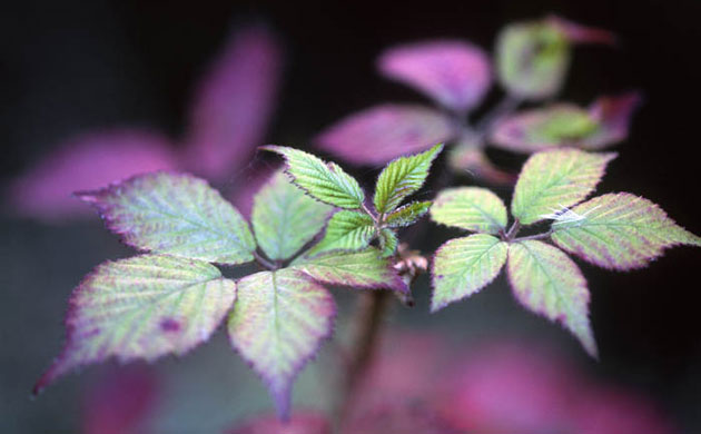 William A. Bolton: Visions of the Natural World: Bramble leaves