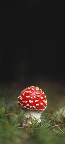 William A. Bolton: Visions of the Natural World: Fly Agaric 