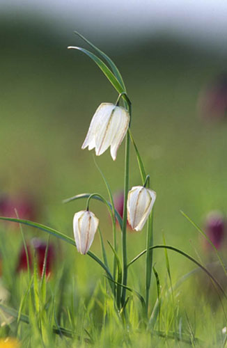 William A. Bolton: Visions of the Natural World: Snake's head fritillary