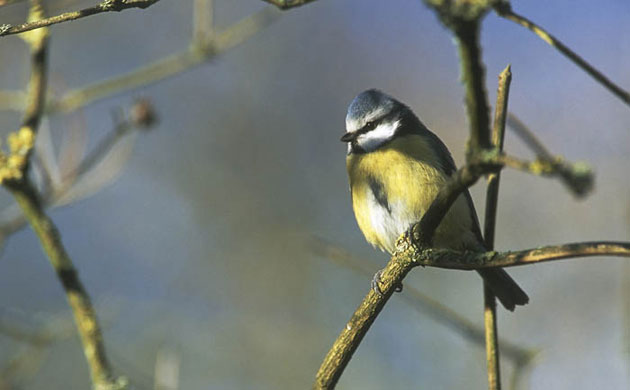 William A. Bolton: Visions of the Natural World: Blue tit