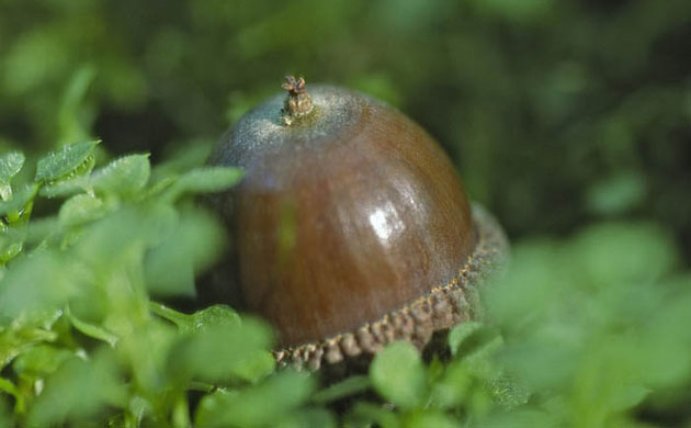 William A. Bolton: Visions of the Natural World: Oak acorn